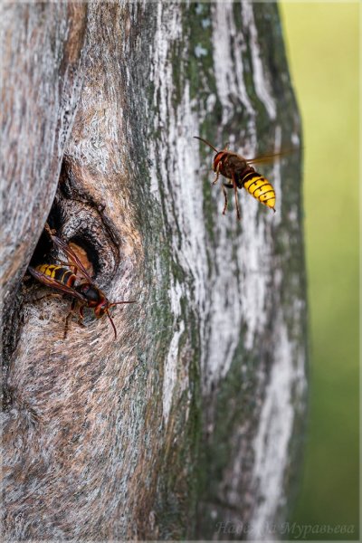Смена караула