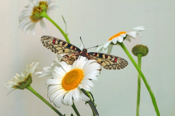 IMG_9706 К взлету готова