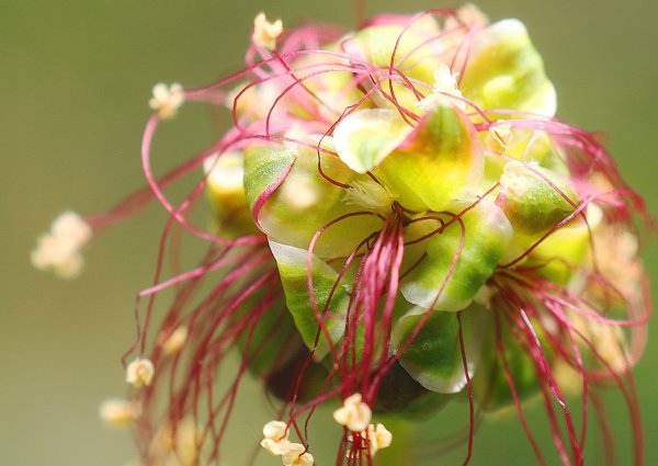 Plants and mushrooms