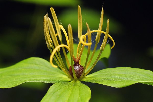 IMG_9982-1 Вороний глаз мелантиевые