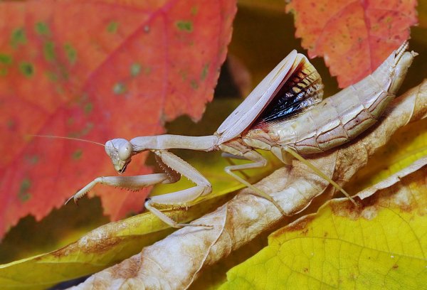 Iris polystictica fem 2.jpg