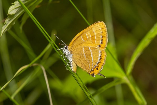 Хвостатка Japonica lutea (Hewitson, 1865).