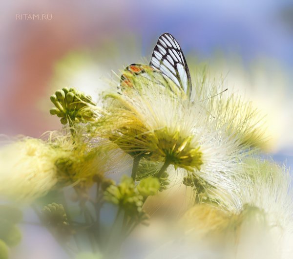 Купаясь в сладком свете