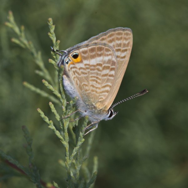 Lampides boeticus (Linnaeus, 1767).jpg