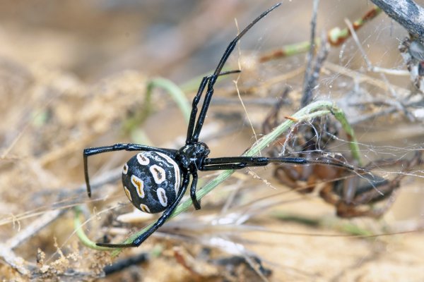Опасная красавица.