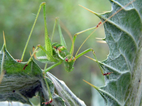 Через тернии к ...
