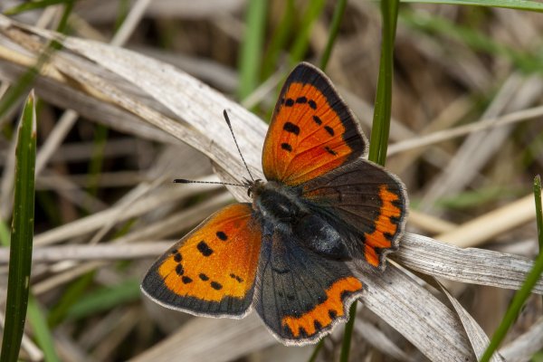 Lycaena phlaeas (Linnaeus, 1761).jpg
