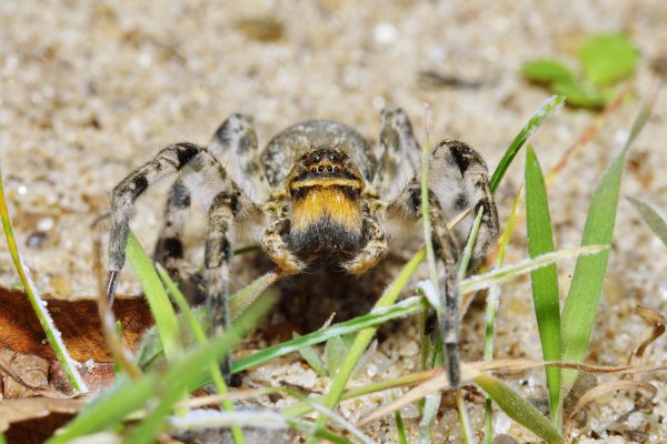 Старичок-паучок.