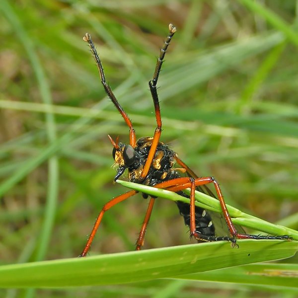 Я двумя ногами "За"!