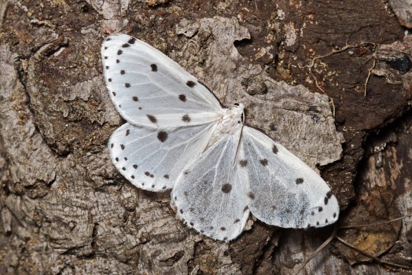 В крапинку.