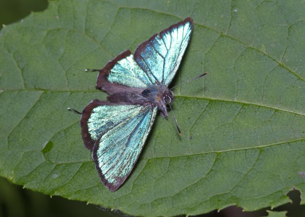 Сверкающий.