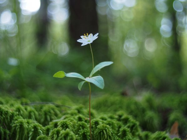 Plants and mushrooms