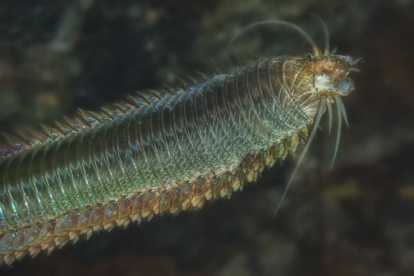 Alitta virens