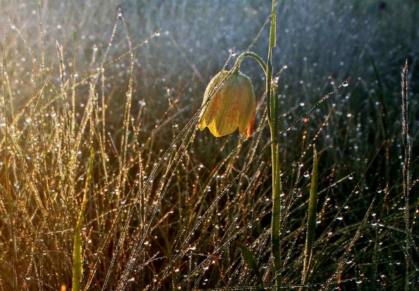 Майское утро.