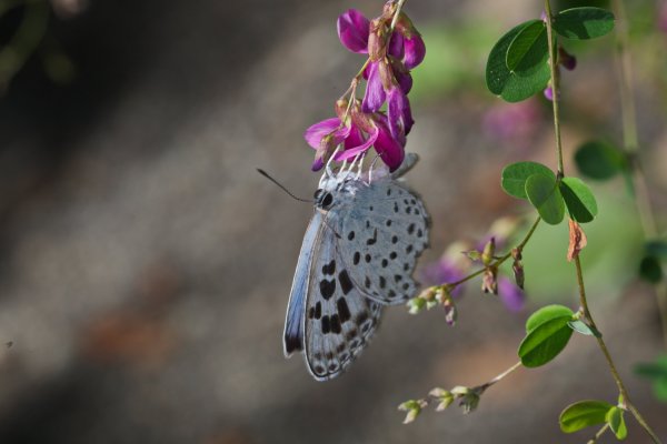 Phengaris arionides (Staudinger, 1887).jpg