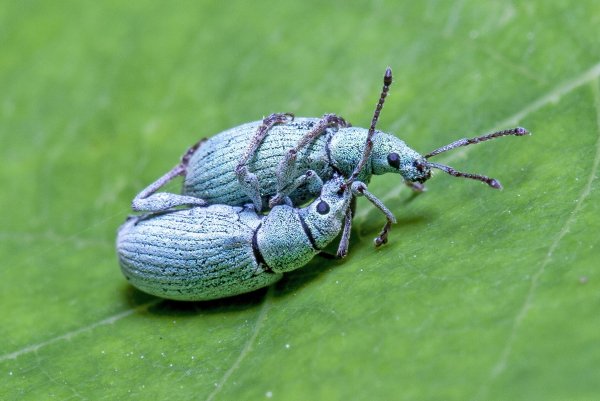 Борьба нанайских мальчиков.