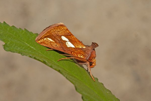 Совка-металловидка Plusia putnami (Grote, 1873)