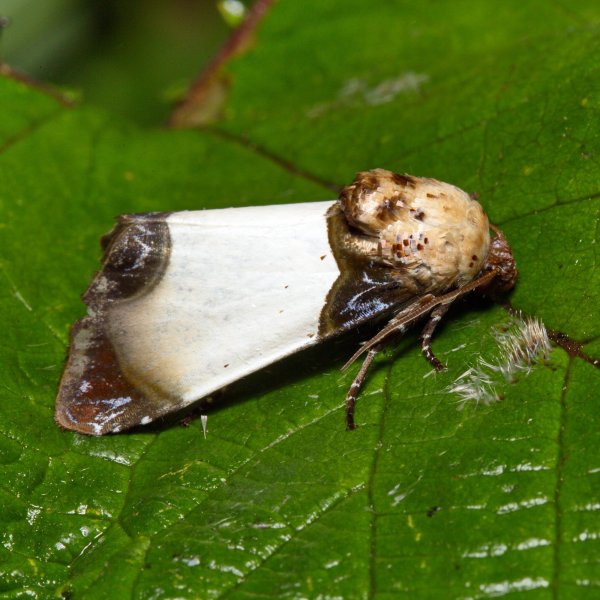 Совка  Sinocharis korbae Pungeler, 1912