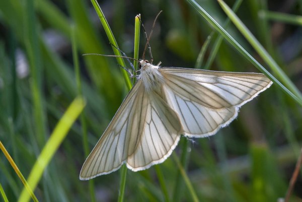 На просвет.