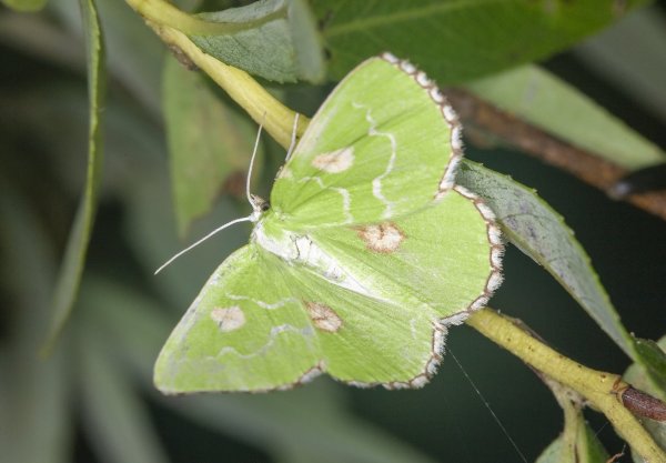 Пяденица Thetidia albocostaria (Bremer, 1864).