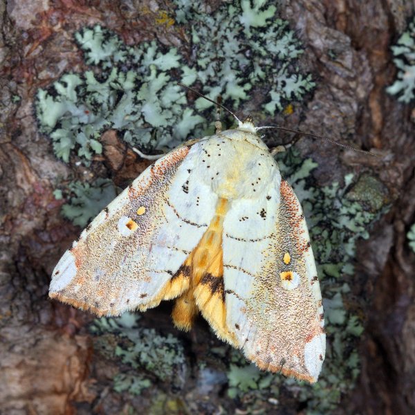 Совка Xanthocosmia jankowskii (Oberthur, 1884).