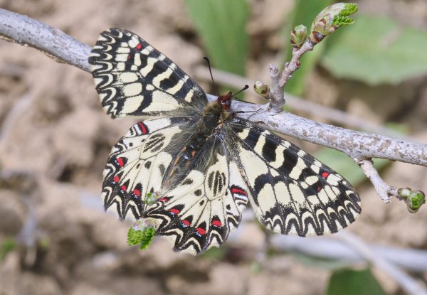 Полюбуйтесь на меня!