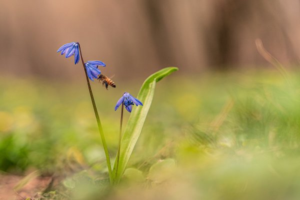 Первоцветы
