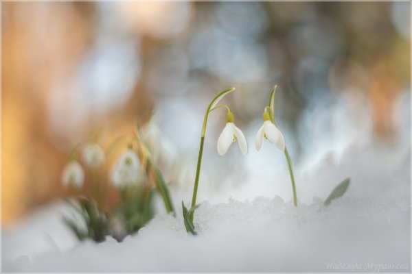 Он, она и они.