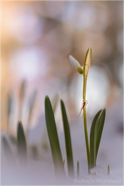 Plants and mushrooms