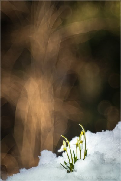 Plants and mushrooms