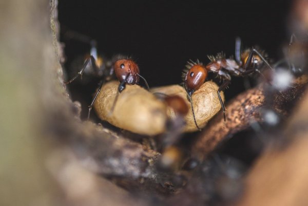 Ради потомства