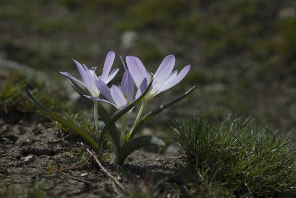 Plants and mushrooms