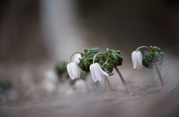 Plants and mushrooms