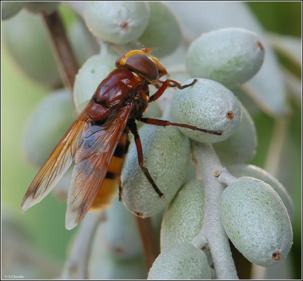Лоховая мушка ).jpg