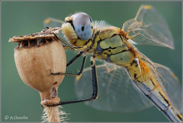 Стрекоза маковая ).jpg