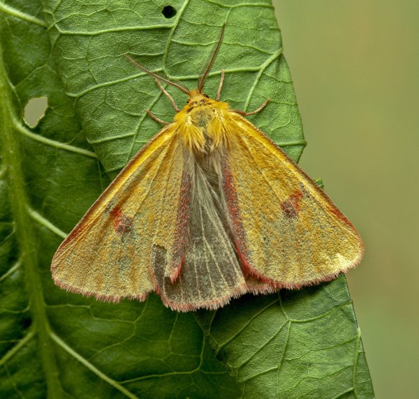 Медведица луговая или медведица-скоморох ))