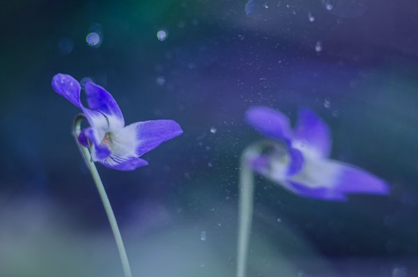 Plants and mushrooms