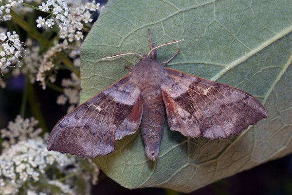 Бражник тополёвый