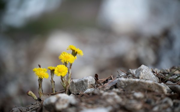 Жизнь в граните