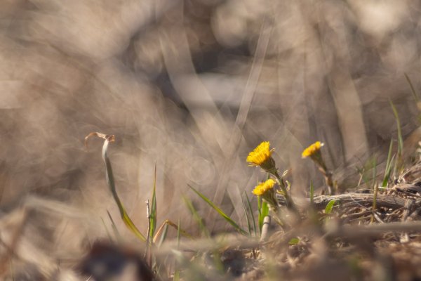 Впитывают солнечные лучи