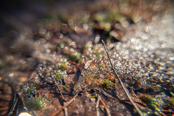 Мартовская лужа