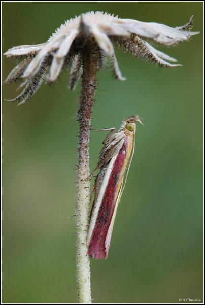 Под старым зонтом.jpg