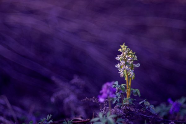 В фиолетовых лучах.jpg