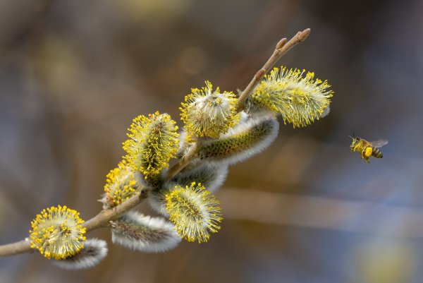 За нектаром