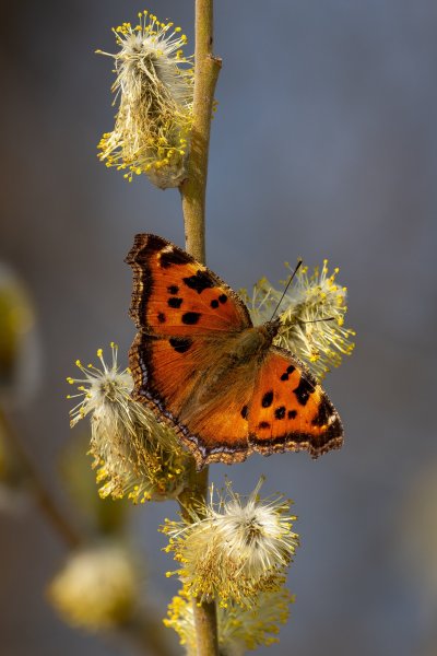 многоцветница