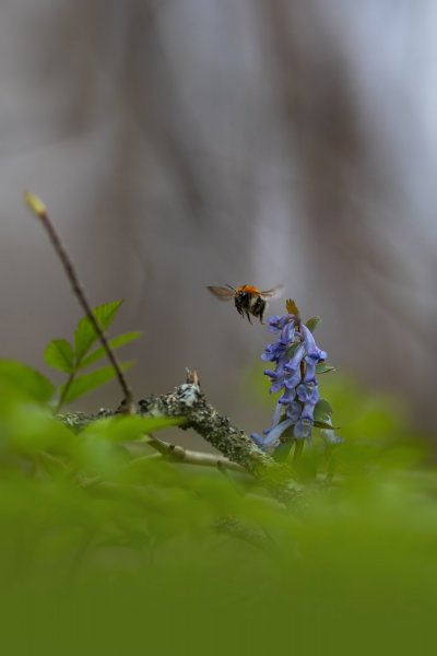 Полет над хохлаткой