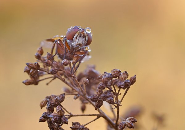 муха и роса