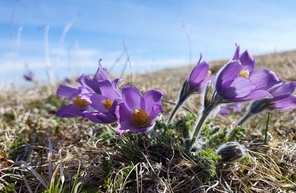 Сон-трава и горный воздух
