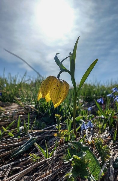 Рябчик жёлтый