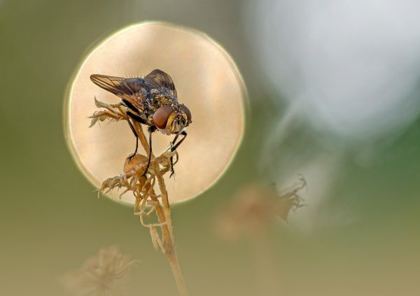 Затеняя утреннее солнце